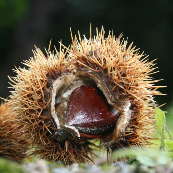 Marroni Segnini Castagne