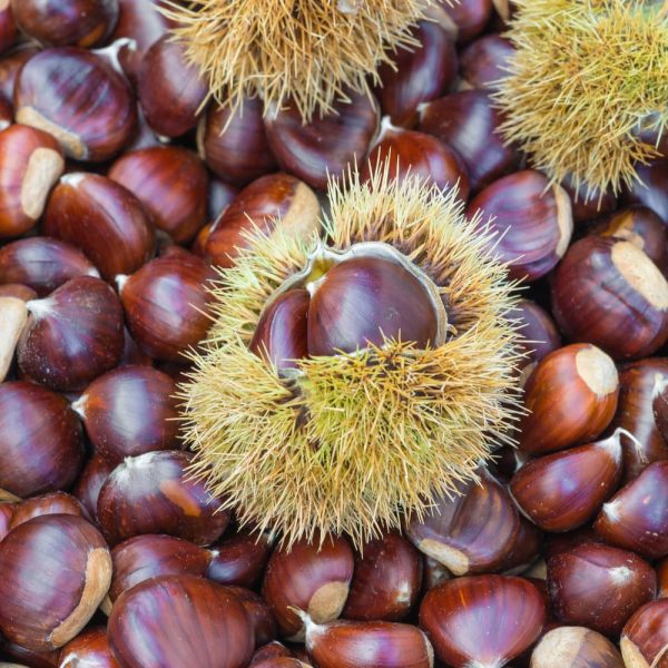 Marroni Segnini raccolta