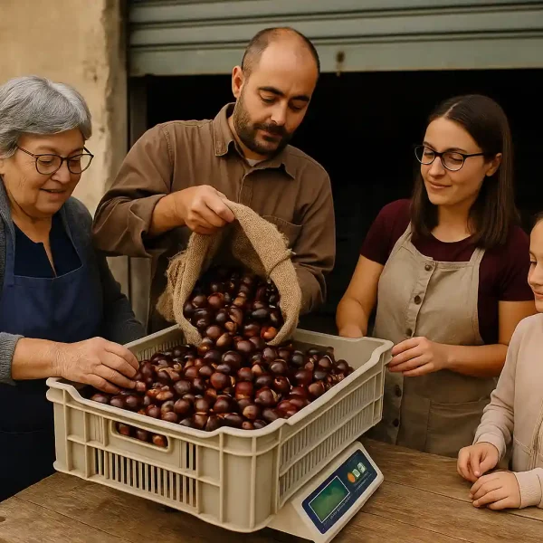lavorazione-del-marrone-segnino